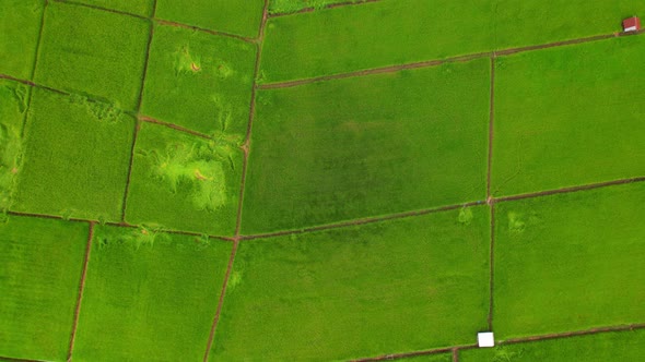 4K, A green rice field waving in the wind, Green rice plants growing. Nature Aerial footage