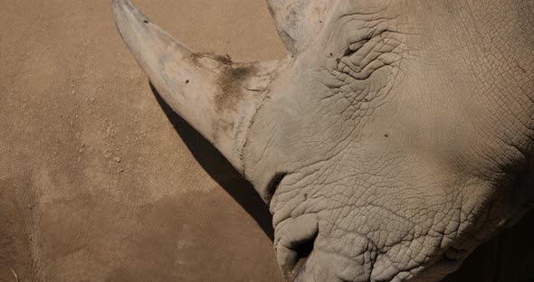 The white rhinoceros or square-lipped rhinoceros, (Ceratotherium simum)