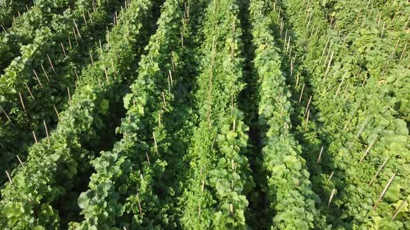 View of Cantaloupe Melon and Watermelon Growing in fields at Indonesia.