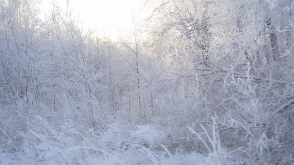 Winter Fairy Forest with Trees Covered with Snow and Frost