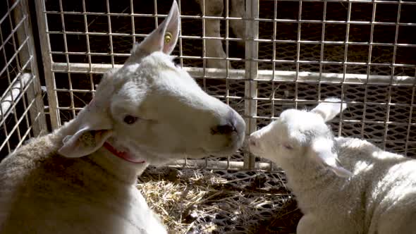 White sheep with red collar and white lamb lying inside