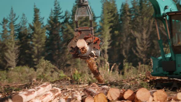 Feller Buncher stripping bark from pine tree log, logging industry