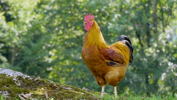 Close up shot of majestic wild Brown Chicken resting in Wilderness during sunny day on top