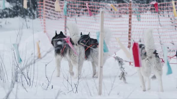 Siberian Huskies Run in Harness Along a Fenced Flags Trail in a Winter Forest