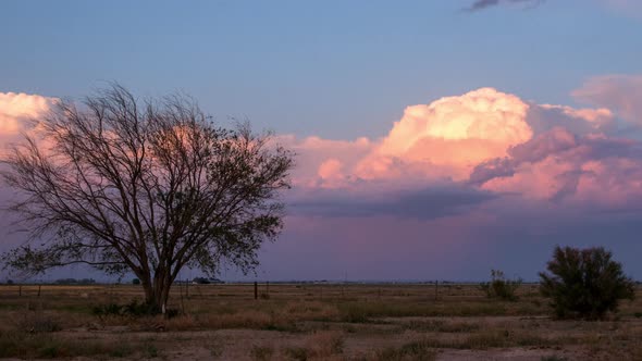 Silhouette of tree against the sky as storm brews during sunset