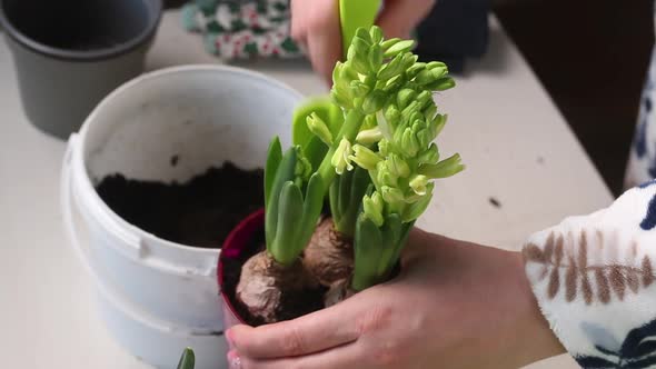 A Woman Adds Soil To A Pot Of Transplanted Primroses. Bulbs And Buds Are Visible. Close Up..