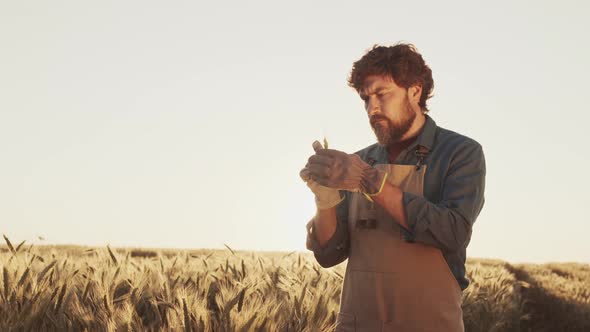 Farmer Examining Wheat Ears at Sunset