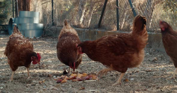 Free Happy and Healthy Chicken's on Rustic Spanish House Eating Peach