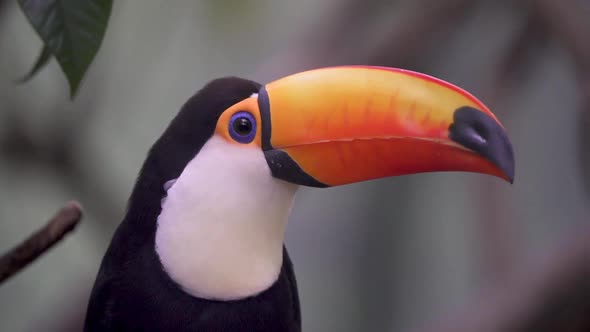 Handheld close up of a toco toucan looking around in rainforest vegetation. Slow motion.