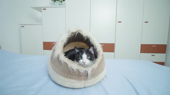 Kitten Lies in Bed for Cats Near Old Woman Holding Tablet PC