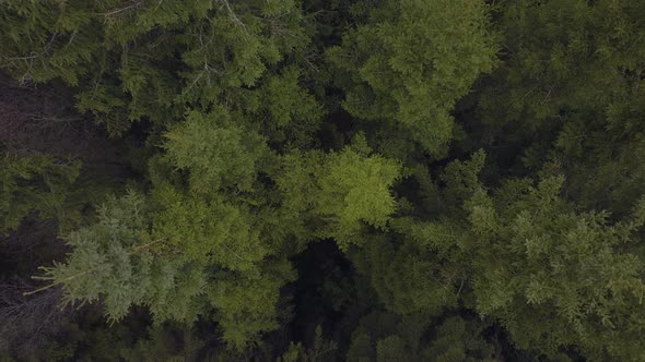 Straight up ascent above spruce tree tops. Norwegian forest.Aerial drone in 4K.