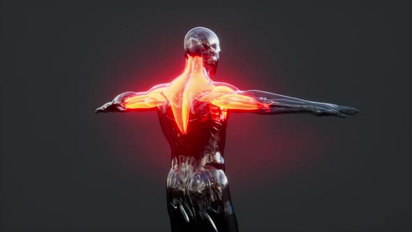 Human Muscular System Anatomical Infographic alt