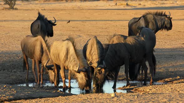 Blue Wildebeest Drinking Water - Kalahari Desert