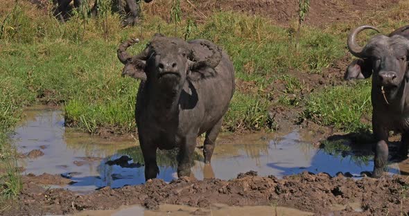 African Buffalo, syncerus caffer, having mud bath, Nairobi Park in Kenya, Real Time 4K