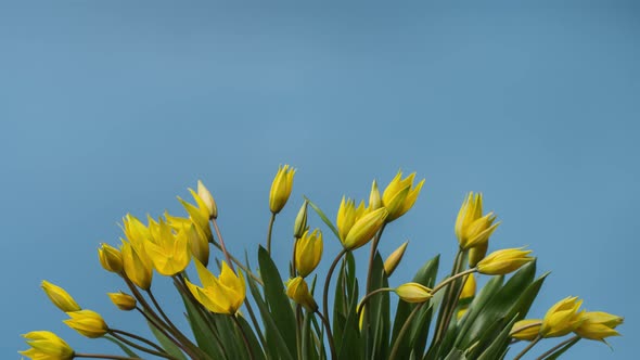 Timelapse of Blooming Yellow Tulips Bouquet. Flowers Opening Backdrop.