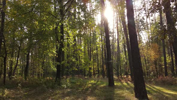 Trees in the Forest on an Autumn Day