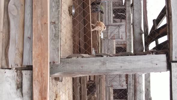 Aerial View of a Shelter for Stray Dogs