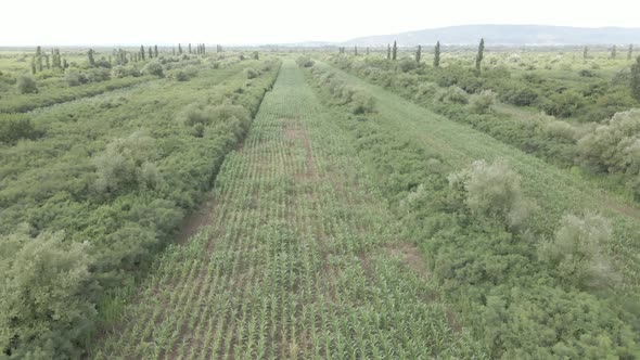 Aerial drone view flight over different agricultural fields sown in Samegrelo, Georgia