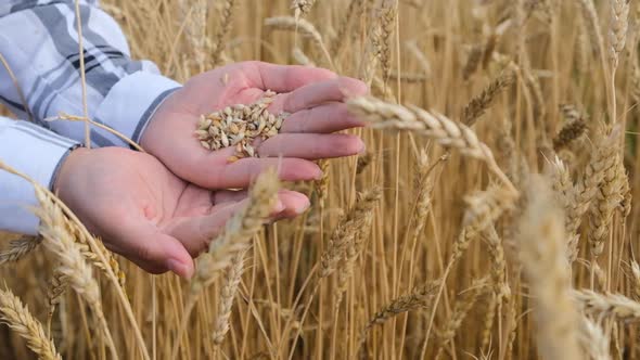 Wheat grains in hand