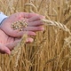 Wheat grains in hand - VideoHive Item for Sale