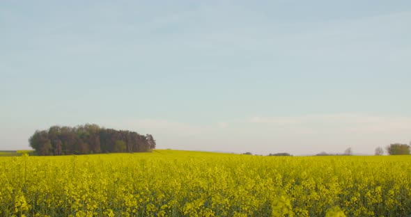 Female Farmer Examining Oilseed Rape Field