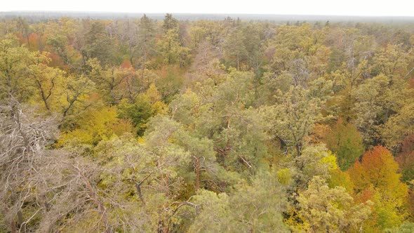 Autumn Forest with Trees By Day