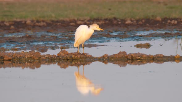 Cattle Egret at A Pond