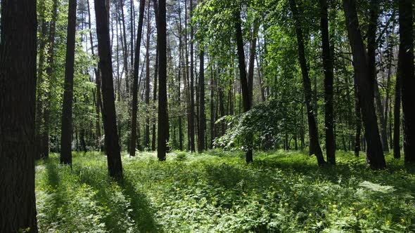 Beautiful Green Forest on a Summer Day Slow Motion