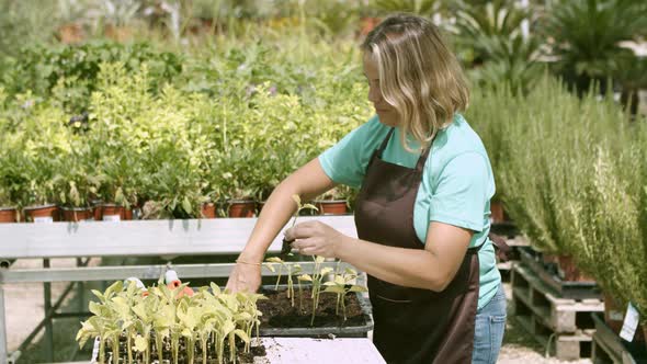 Female Gardener Replanting Seedlings in Greenhouse