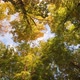 Green And Yellow Trees Against Blue Sky. Look Up View In Autumn Forest Or Park. Slow Motion - VideoHive Item for Sale