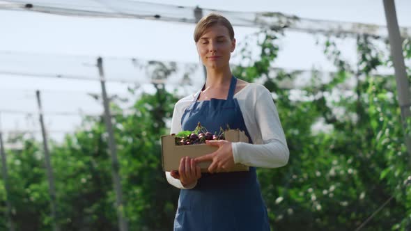 Gardener Holding Berry Box Enjoying Work in Peaceful Organic Garden Concept