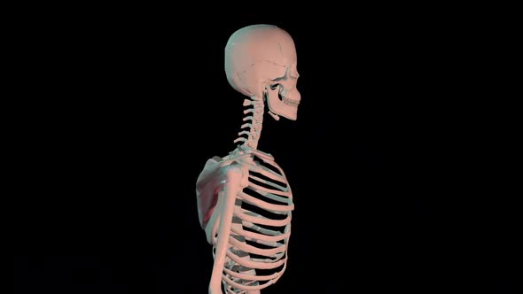 Infraspinatus  Muscles Full Roration Loop