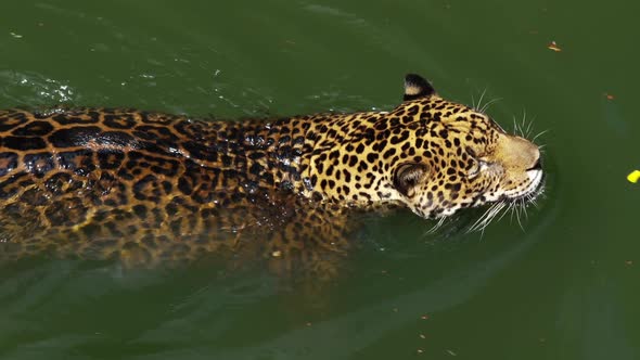 jaguar tiger playing and swimming in pond