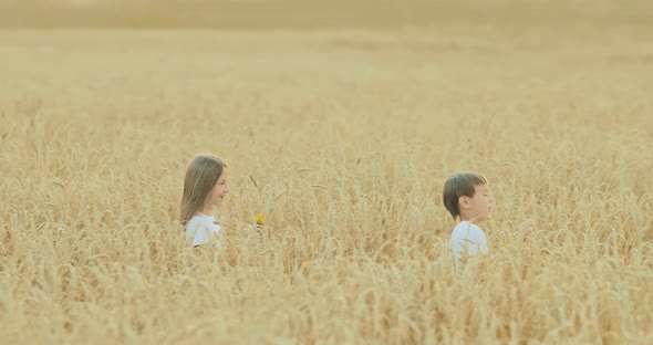 Boy and Girl are Walking Along the Golden Field / Videohive