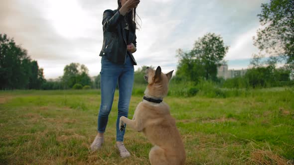 Female Teaching Her Home Dog with Interesting Tricks in the Park.