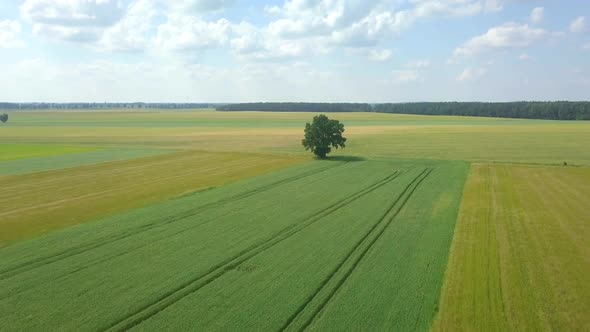 Beautiful Young Cereal Fields in  Aerial Footage