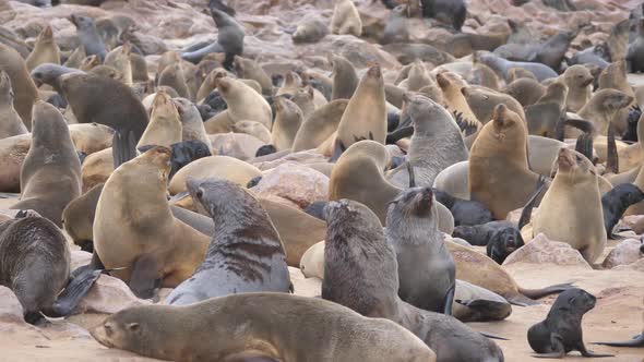 Sea lion colony at Cape Cross Seal Reserve