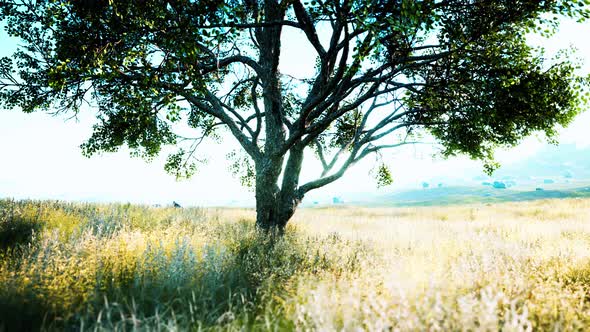 Dark Autumn Tree and the Yellow Grass Field