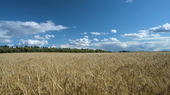 Wheat Field Blowing in the Wind on a Cloudy Day