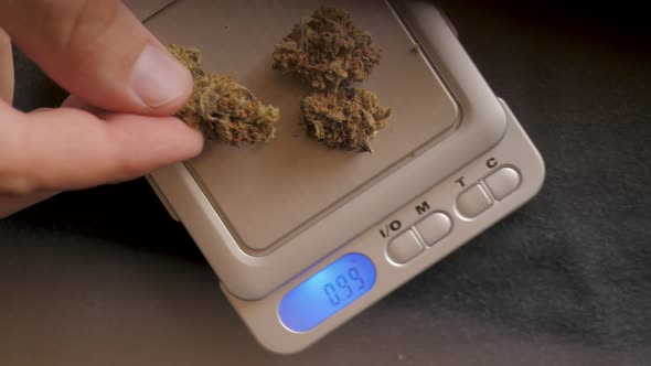 Cones of Cannabis Flowers on the Scales