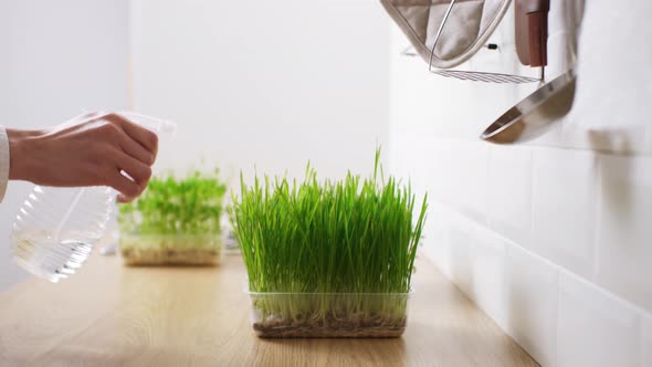 Grow Microgreens At Home. Woman In  Kitchen Using Sprayer Sprays Young Wheat Sprouts. Sprouted Wheat