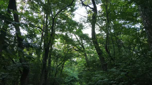 Natural Landscape in the Forest During the Day