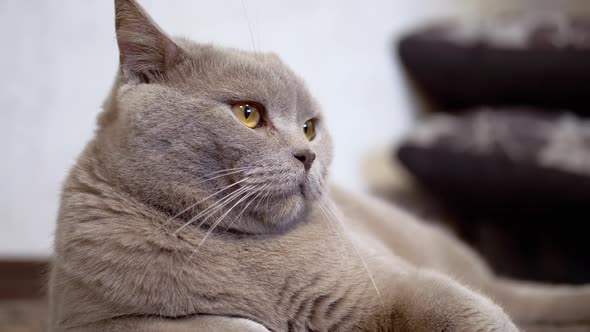 A Sleepy Tired Lazy Cat Lies on the Floor in Room Slowly Closing His Eyes