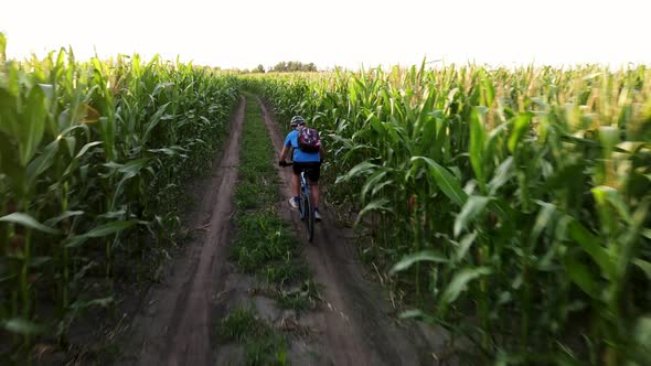 Cyclist Riding a Bike in Agrain Corn Field Road at Sunny Summer Evening Shot From a Drone