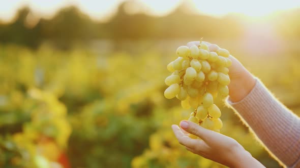 Hands with Crones of Grapes in the Rays of the Sun.