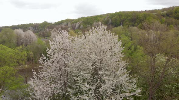 Orchard Apple Cherry Apricot Trees Bloom in Spring in Ukraine