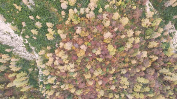 Aerial top down view of thick dense forest with tall coniferous trees.