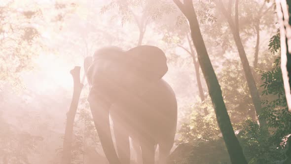 Big Elephant Looking From a Green Jungle to the Camera