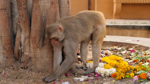 Monkey Indian Monkey Monkey Eating Fruits Garbage Indian Streets Monkeys on Indian Street