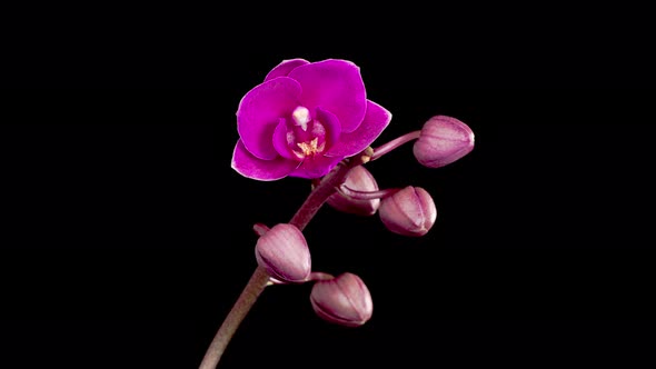 Blooming Purple Orchid Phalaenopsis Flower